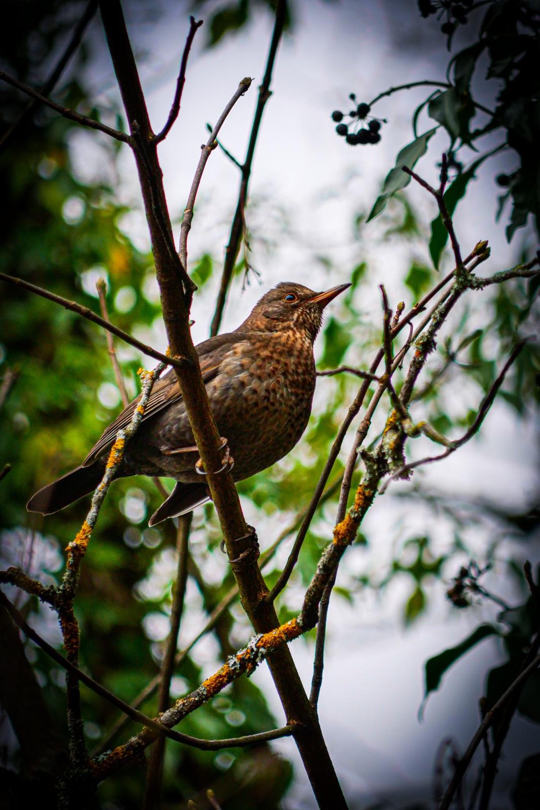 Nature 
